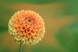 Fall wedding dahlia flower.