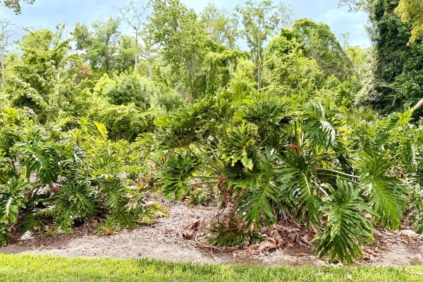 Enormous tropical philodendrons grow wild amongst trees.