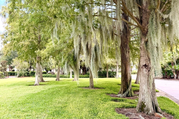 A small grove of moss-covered trees just outside Rosen Plaza is a beautiful spot for wedding photos.