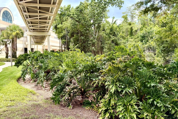 Enormous tropical greenery grows beneath the Skybridge at Rosen Plaza.