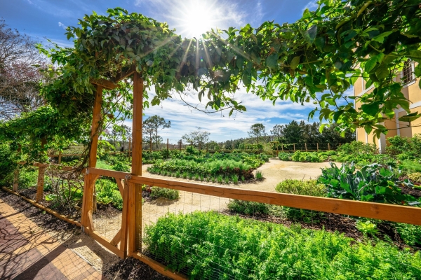 A beautiful ivy-covered fence looking into a large garden with beds of greenery