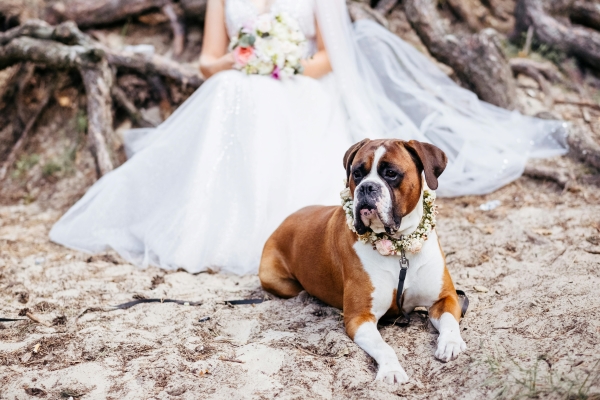 A brown and white dog with a floral collar sits on the sand in front of a woman in a long white gown and veil. 